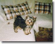 S�rinka