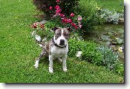 Muj haf�k Rocky