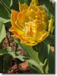 plnokv�t� tulip�n