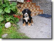 Max�k