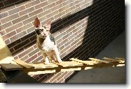 Cornishi slun�n�