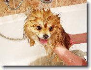 zmoklej ly���ek