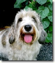 Nicolette z Mimo�sk� podkovy