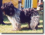 Holandsk� ov��ck� pudl