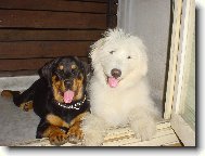 moje dv� zlat��ka