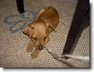 Trpasli�� pin�