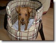 Trpasli�� pin�