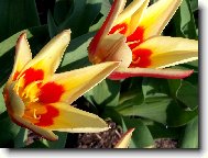 Tulip�ny