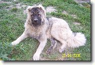 Kavkazsk� pasteveck� pes