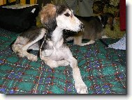 Aischaja Yrtep - 3m�s�ce a t�den