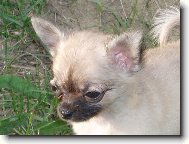 Jeles-le od Vyd�� z�toky