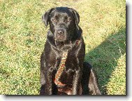 Takov� hodn� pejsek