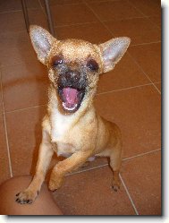 Vesel� �ivav�k