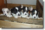 �t���tka Cardigani II - www.corgi.com.pl