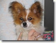 Estel porubsk� kv�t