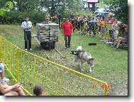 Alja�sk� malamut p�i pullingu