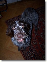 Gina od Dubov�ho Dvora