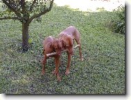 Erik od Veselsk�ho jezu (Mates)