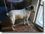 Pus�te m� na ten balkon