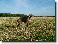 Ambra od Voka�ovsk�ho rybn�ka