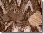 Pppp�����tttt....