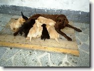 na�e nelinka a jej� Miminka