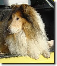 Voodoo�s Vow ze Zlat� Jalny (*1996)