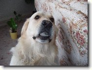 prod�v�m kr�sn� �ediv� k�men,kupte si....