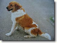 �esk� horsk� pes