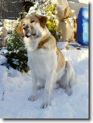 Benji Jen��k�v les