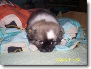 �te��tko tebe��ka