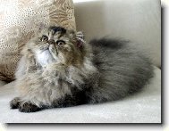 Xantypa R�mu-Martin