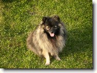 N�meck� �pic mal� vlko�ed�