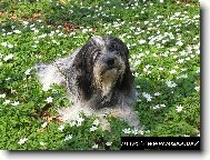 Holandsk� ov��ck� pudl