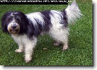 Holandsk� ov��ck� pudl