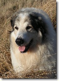 such� tr�va mi slu��...