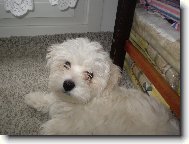 Malt�z��ek Monty