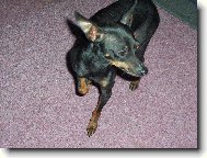 pra�sk� krysa��k