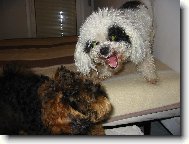 Denis v �toku na nov�ho kamar�da.