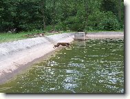 Pak �e boxer nem� r�d vodu :)