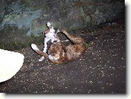 Elinka s kamar�dkou