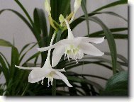 nezn�m� kr�ska