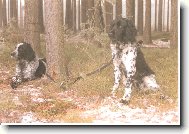 Kim od Star� vsi+Or z L�ck�ho bo��