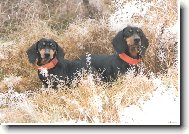 Mal� sle�ny na honu v P��ov�