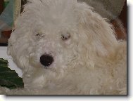 N� mil��ek Fil�pek