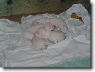 Arina + Ricardo vrh\"C\"