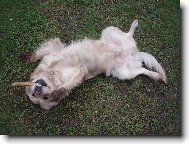 to nen� doutn�k,ale buvol� kost!