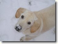 Damij�n a prvn� sn�h