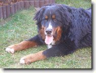 Achil z Opatovick�ch luk