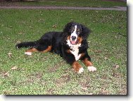 Astor Polepsk� �dol�